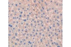 IHC-P analysis of Mouse Tissue, with DAB staining. (Peroxiredoxin 1 Antikörper  (AA 1-199))