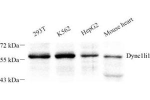Western blot analysis of Dync1li1 (ABIN7073786) at dilution of 1: 250