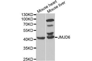 Western blot analysis of extracts of mouse heart and mouse liver cell lines, using JMJD6 antibody.