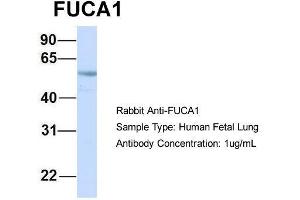 Host: Rabbit  Target Name: FUCA1  Sample Tissue: Human Fetal Lung  Antibody Dilution: 1. (FUCA1 Antikörper  (Middle Region))