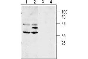 Western blot analysis of mouse (lanes 1 and 3) and rat (lanes 2 and 4) brain lysates: - 1,2. (Aquaporin 4 Antikörper  (C-Term, Intracellular))