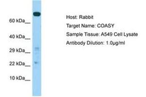 Image no. 1 for anti-CoA Synthase (COASY) (AA 319-368) antibody (ABIN6750027) (COASY Antikörper  (AA 319-368))