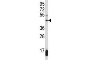 SUV39H1 antibody western blot analysis in 293 lysate. (SUV39H1 Antikörper  (AA 79-108))