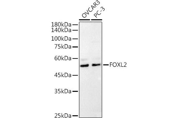 FOXL2 Antikörper  (C-Term)