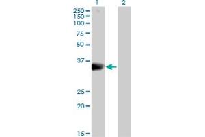 Western Blot analysis of DARC expression in transfected 293T cell line by DARC MaxPab polyclonal antibody. (DARC Antikörper  (AA 1-336))