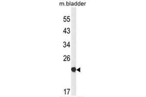 Western blot analysis of CLDN23 Antibody (C-term) in mouse bladder tissue lysates (35µg/lane). (Claudin 23 Antikörper  (C-Term))