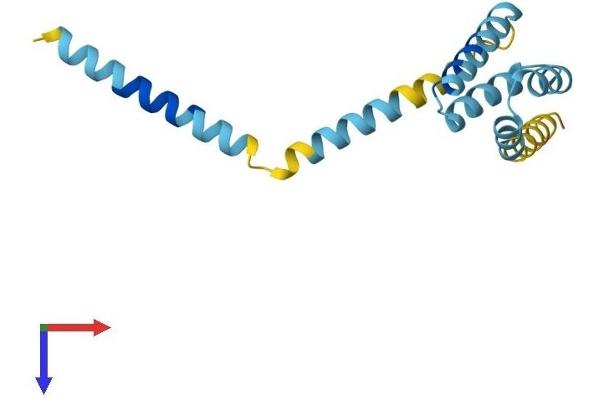 TOMM20 Protein (AA 1-145) (His tag)