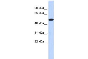 WB Suggested Anti-TRIML2 Antibody Titration: 0. (TRIML2 Antikörper  (Middle Region))