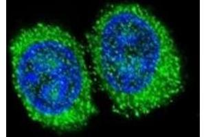 Immunofluorescence (IF) image for anti-Niemann-Pick Disease, Type C1 (NPC1) (AA 591-620) antibody (ABIN3031998)