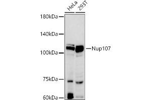 Western blot analysis of extracts of various cell lines, using Nup107 antibody (ABIN7269039) at 1:500 dilution. (NUP107 Antikörper)