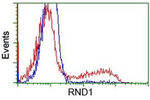 HEK293T cells transfected with either RC205535 overexpress plasmid (Red) or empty vector control plasmid (Blue) were immunostained by anti-RND1 antibody (ABIN2453602), and then analyzed by flow cytometry. (RND1 Antikörper)