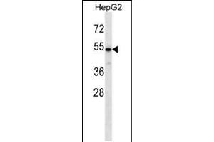 Western blot analysis in HepG2 cell line lysates (35ug/lane). (CHST9 Antikörper  (N-Term))