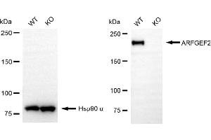 Western blotting analysis using ARFGEF2 antibody (ABIN7797534). (Rekombinanter ARFGEF2 Antikörper)