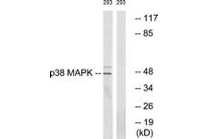 Western Blotting (WB) image for anti-Mitogen-Activated Protein Kinase 14 (MAPK14) (AA 288-337) antibody (ABIN2888769) (MAPK14 Antikörper  (AA 288-337))
