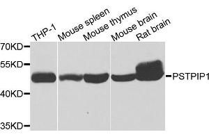 Western blot analysis of extracts of various cell lines, using PSTPIP1 antibody (ABIN5975180) at 1/1000 dilution. (PSTPIP1 Antikörper)