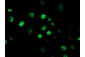 Anti-RBBP7 mouse monoclonal antibody (ABIN2455359) immunofluorescent staining of COS7 cells transiently transfected by pCMV6-ENTRY RBBP7 (RC217969). (RBBP7 Antikörper)