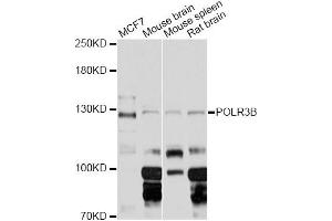 Western blot analysis of extracts of various cell lines, using POLR3B Antibody (ABIN6293464) at 1:3000 dilution. (POLR3B Antikörper)