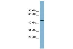 TDO2 antibody used at 1 ug/ml to detect target protein. (TDO2 Antikörper  (N-Term))