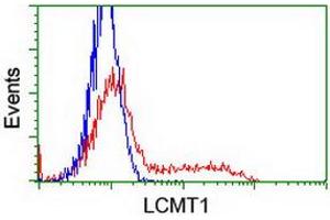 Image no. 9 for anti-Leucine Carboxyl Methyltransferase 1 (LCMT1) antibody (ABIN1499107) (LCMT1 Antikörper)