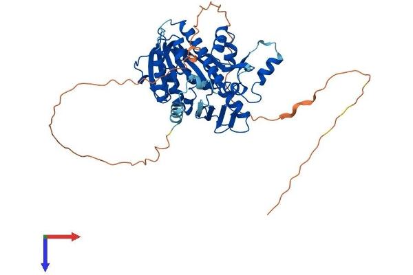 RNMT Protein (AA 1-465) (His tag)