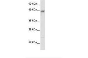 Image no. 2 for anti-Amiloride-Sensitive Cation Channel 3 (ACCN3) (AA 53-102) antibody (ABIN202724) (ASIC3 Antikörper  (AA 53-102))