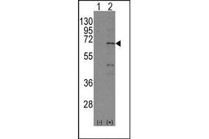 Image no. 1 for anti-Nuclear Receptor Subfamily 4, Group A, Member 1 (NR4A1) (Ser351) antibody (ABIN358810) (NR4A1 Antikörper  (Ser351))