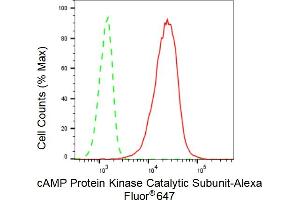 Flow cytometric analysis of cAMP Protein Kinase Catalytic Subunit expression in C2C12 cells using cAMP Protein Kinase Catalytic Subunit antibody (ABIN7797808), 1:2,000). (Rekombinanter C-AMP Protein Kinase (Catalytic Subunit) Antikörper)