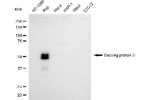 Western blotting analysis using docking protein 3 antibody (ABIN7798381).