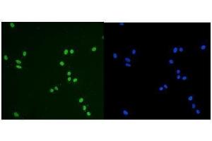 IF analysis of KAP1/TRIM28 using anti-KAP1/TRIM28 antibody (ABIN7602310).