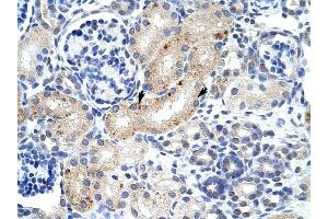 ZFP57 antibody was used for immunohistochemistry at a concentration of 4-8 ug/ml to stain Epithelial cells of renal tubule (arrows) in Human Kidney. (ZFP57 Antikörper  (N-Term))