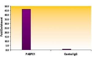 Chromatin IP analysis of Histone H3 acetyl Lys56 antibody. (Histone 3 Antikörper  (H3K56ac))