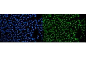 IF analysis of PPIL3 using anti-PPIL3 antibody (ABIN7599018). (PPIL3 Antikörper  (AA 1-161))