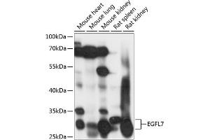 Western blot analysis of extracts of various cell lines, using EGFL7 antibody (ABIN7266907) at 1:1000 dilution. (EGFL7 Antikörper  (AA 24-100))