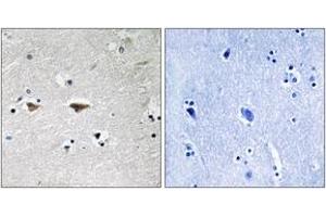 Immunohistochemistry analysis of paraffin-embedded human brain tissue, using Src (Ab-75) Antibody. (Src Antikörper  (AA 41-90))