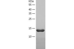 Western Blotting (WB) image for Glucagon-Like Peptide 1 Receptor (GLP1R) (AA 22-145) protein (His tag) (ABIN7123101) (GLP1R Protein (AA 22-145) (His tag))