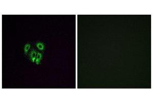 Immunofluorescence (IF) image for anti-Olfactory Receptor, Family 4, Subfamily F, Member 4 (OR4F4) (C-Term) antibody (ABIN1853248) (OR4F4 Antikörper  (C-Term))