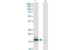 Western Blot analysis of AGR2 expression in transfected 293T cell line by AGR2 monoclonal antibody (M02), clone 3G1. (AGR2 Antikörper  (AA 1-175))