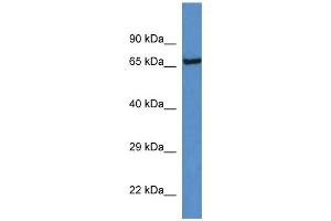 WB Suggested Anti-Klkb1 Antibody   Titration: 1. (KLKB1 Antikörper  (C-Term))