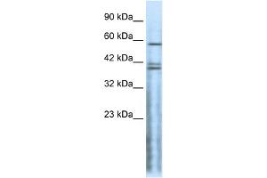 WB Suggested Anti-CHRND Antibody Titration:  0. (CHRND Antikörper  (N-Term))