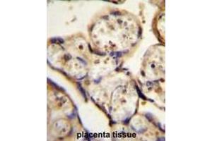 TBB1 Antibody (N-term) immunohistochemistry analysis in formalin fixed and paraffin embedded human placenta tissue followed by peroxidase conjugation of the secondary antibody and DAB staining. (TUBB1 Antikörper  (N-Term))