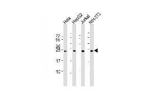 Lane 1: HeLa Cell lysates, Lane 2: HepG2 Cell lysates, Lane 3: Jurkat Cell lysates, Lane 4: NIH-3T3 Cell lysates, probed with RAB5B (1615CT668. (RAB5B Antikörper)