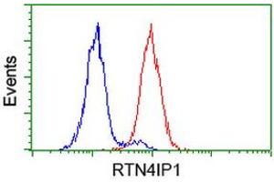 Image no. 2 for anti-Reticulon 4 Interacting Protein 1 (RTN4IP1) antibody (ABIN1500771) (RTN4IP1 Antikörper)