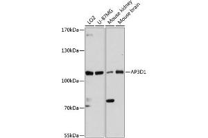 Western blot analysis of extracts of various cell lines, using D1 antibody (ABIN6131188, ABIN6136969, ABIN6136970 and ABIN6216905) at 1:3000 dilution. (AP3D1 Antikörper  (AA 520-700))