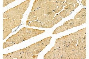 ABIN6258893 and ABIN6275754 at 1/100 staining Mouse muscle tissue by IHC-P.