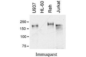 Image no. 1 for anti-C-Mer Proto-Oncogene Tyrosine Kinase (MERTK) (Extracellular Domain) antibody (ABIN1169695) (MERTK Antikörper  (Extracellular Domain))