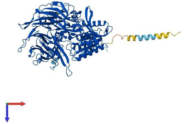 DPP4 Protein (AA 1-766) (His tag)