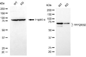 Western blotting analysis using PPP2R5D antibody (ABIN7800023). (Rekombinanter PPP2R5D Antikörper)