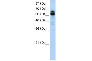 Western Blotting (WB) image for anti-Synaptotagmin Binding, Cytoplasmic RNA Interacting Protein (SYNCRIP) (N-Term) antibody (ABIN629882)