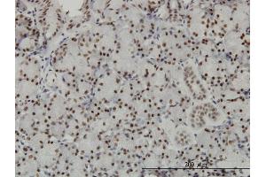 Immunoperoxidase of monoclonal antibody to TCEA3 on formalin-fixed paraffin-embedded human salivary gland. (TCEA3 Antikörper  (AA 1-348))