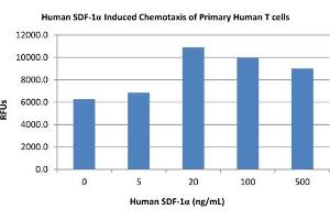 SDS-PAGE of Human Stromal Cell-Derived Factor-1 alpha (CXCL12) Recombinant Protein Bioactivity of Human Stromal Cell-Derived Factor-1 alpha (CXCL12). (CXCL12 Protein)